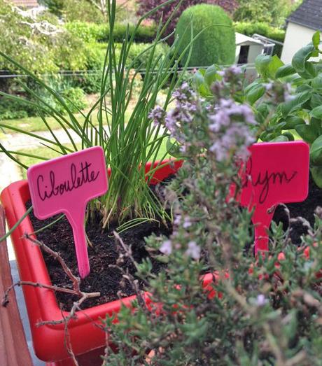 Notre petit jardin à la fenêtre de notre appart ! Mon petit jardin