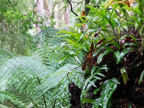 Rainforest Walk Rainforest australia 13
