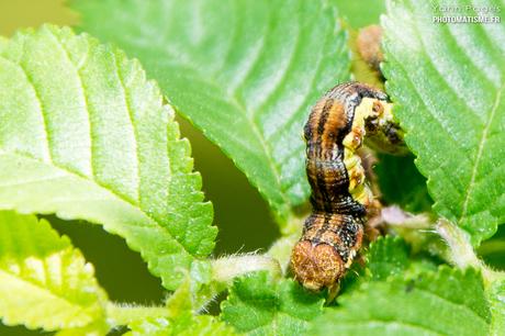 Balade photographique dans le jardin Chenille