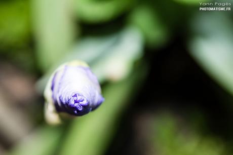 Balade photographique dans le jardin Iris