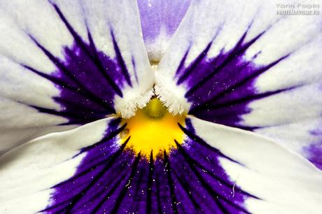 Balade photographique dans le jardin Pensée