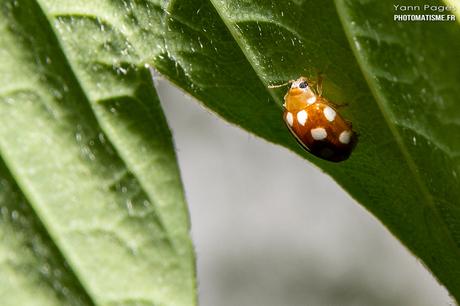 Balade photographique dans le jardin coccinelle