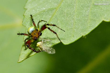 Balade photographique dans le jardin Araignée courge ou Epeire concombre