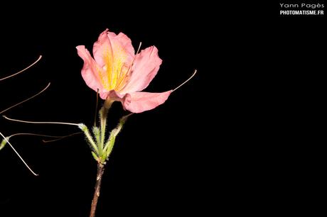 Balade photographique dans le jardin Rhododendron japonicum