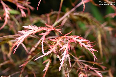 Balade photographique dans le jardin Erable