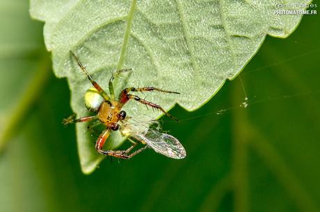 Balade photographique dans le jardin Araignée courge ou Epeire concombre