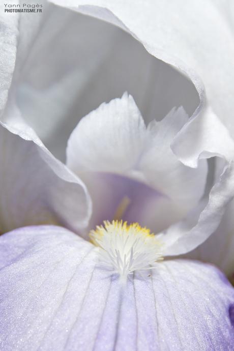 Balade photographique dans le jardin Iris