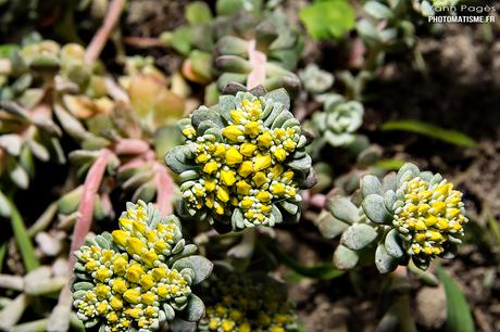 Balade photographique dans le jardin Fleurs