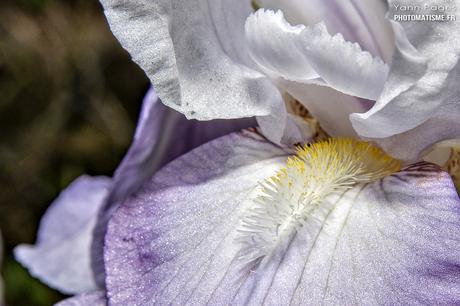 Balade photographique dans le jardin Iris