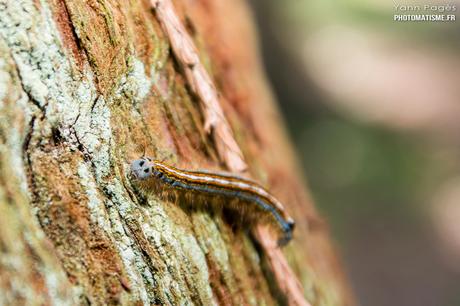 Balade photographique dans le jardin Livrée des arbres