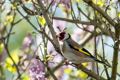 Balade photographique dans le jardin Chardonneret