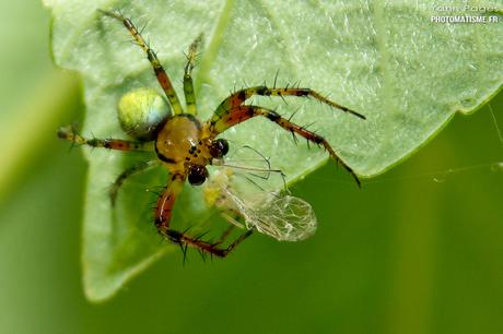 Balade photographique dans le jardin Araignée courge ou Epeire concombre