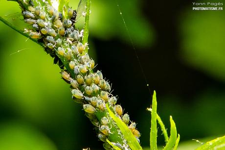 Balade photographique dans le jardin Pucerons