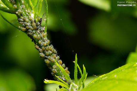 Balade photographique dans le jardin Pucerons
