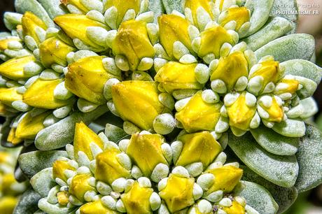 Balade photographique dans le jardin Fleurs