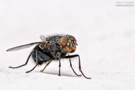 Balade photographique dans le jardin Mouche