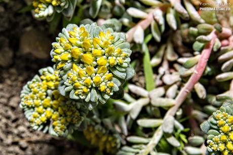 Balade photographique dans le jardin Fleurs