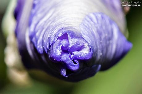 Balade photographique dans le jardin Iris
