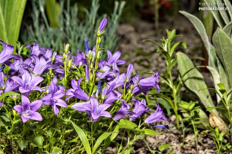 Balade photographique dans le jardin Fleurs