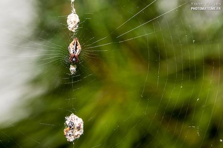 Balade photographique dans le jardin Araignée