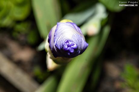 Balade photographique dans le jardin Iris