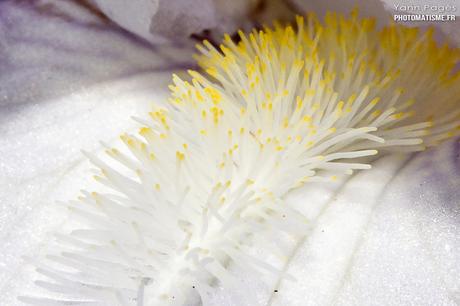 Balade photographique dans le jardin Iris