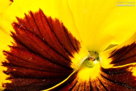 Balade photographique dans le jardin Pensée