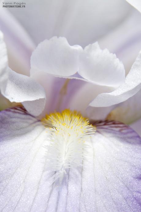 Balade photographique dans le jardin Iris