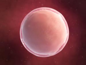 Première NAISSANCE à partir de tissu ovarien pré-pubère congelé  – Human Reproduction