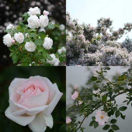 Promenade bucolique … la suite FLEURS DE LYON
