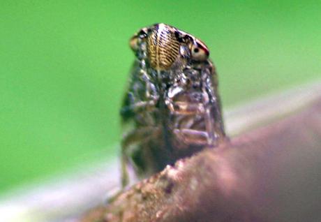 La naissance des cicadelles