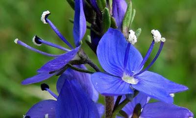 Veronica teucrium (Véronique germandrée)