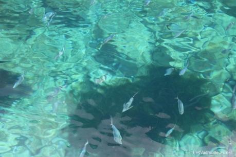 Poissons dans la piscine naturelle Poissons dans la piscine naturelle