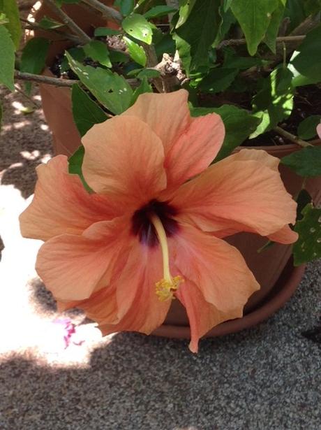 Photo du mois : orange hibiscus