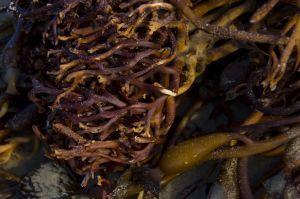 Les Plantes « minceur » fucus