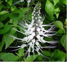 Les Plantes « minceur » Orthosiphon