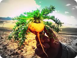 Le maca serait-il une plante miraculeuse ? image maca