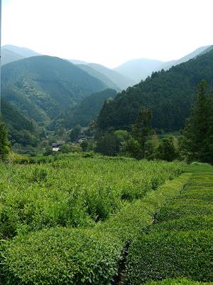 Shizuoka, Tamakawa 2015 : Sôfû & Yamakai Shizuoka, Tamakawa 2015 : Sôfû & Yamakai
