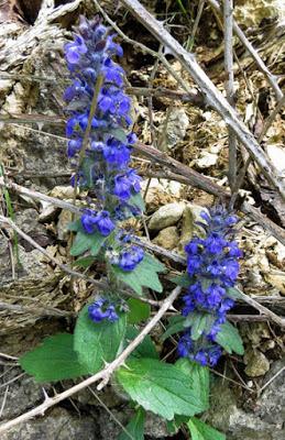 Bugle de Genève (Ajuga genevensis) Bugle de Genève (Ajuga genevensis)