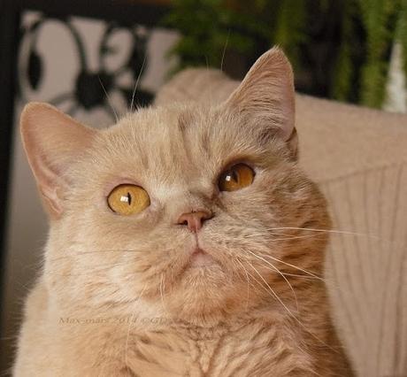 Plus jamais Plus jamais