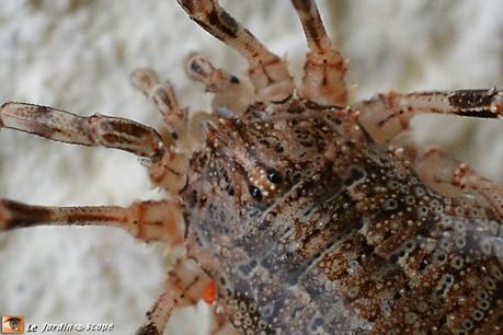 Un opilion équipé d'un trident digne d'un gladiateur ! Odiellus spinosus, détail du trident devant les yeux