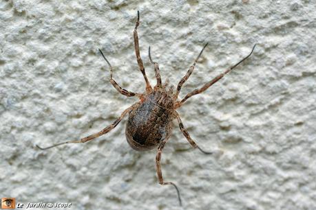 Un opilion équipé d'un trident digne d'un gladiateur ! Odiellus-spinosus