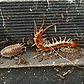 Myriapode pris en flagrant délit de prédation... Myriapode pris en flagrant délit de prédation...