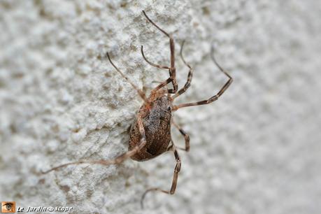 Un opilion équipé d'un trident digne d'un gladiateur ! Odiellus spinosus