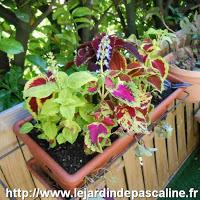 Coleus Coleus