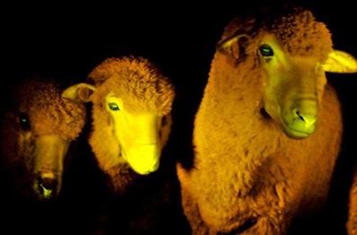 Un-mouton-transge%CC%81nique-phosphorescent-lorsquil-est-place%CC%81-sous-une-lumie%CC%80re-ultra-violette.jpg