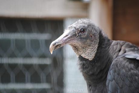 (5) Le vautour urubu.