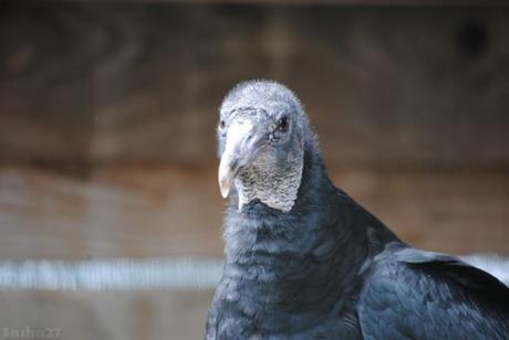 (2) Le vautour urubu.