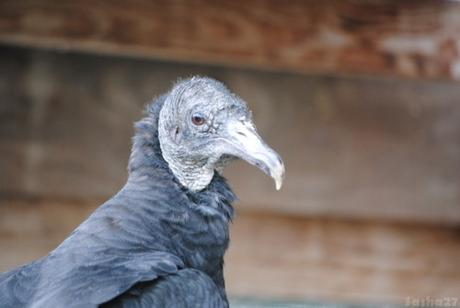 (4) Le vautour urubu.