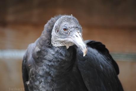 (4) Le vautour urubu.